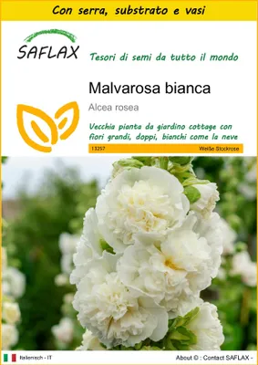 Immagine prodotto di SAFLAX Insieme di coltivazione - Malvarosa bianca - 100 semi - Alcea