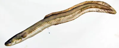 Produktbild von Fish Plüschtier Stofftier Plüschkissen Fischkissen Geschenkidee Kuscheltier 115 cm