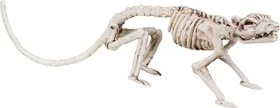 Produktbild von Rattenskelett - Halloween Deko Outdoor Indoor
