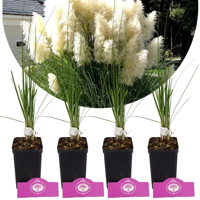 Four potted plants with feathery white plumes are arranged in a row, with a blurred background of greenery and a house.