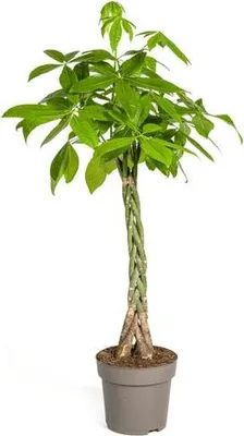 Image de Pachira aquatica « arbre à chance », plante d'intérieur, Ø 27 cm, hauteur 140-150 cm, tressé