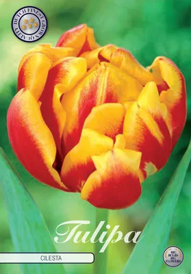 Artikelbild 2 von 'Tulpe Cilesta (7 Stück)' aus der Kategorie Tulpenzwiebeln