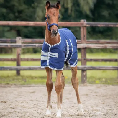 Produktbild von Bucas Fohlendecke Foal Turnout 50g, Farbe:Navy, Größe:FOAL