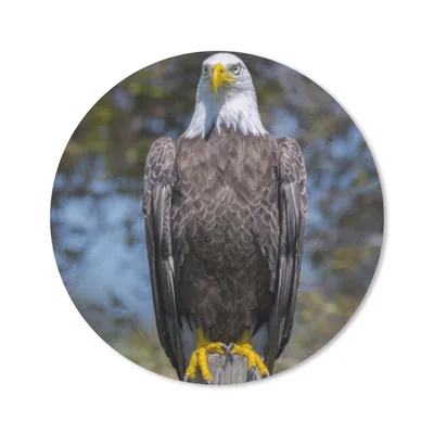 Produktbild von MuchoWow® Mauspad Mousepad Ein Weißkopfseeadler sitzt auf einem Holzpfahl 30x30 cm - Mousepads - Maus Mat - Pad - Mausunterlage - Tischunterlage - Schreibtischmatten