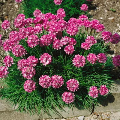 Produktbild von Armeria maritima 'Rosea Compacta', Grasnelke, rosa, ca. 9x9 cm Topf