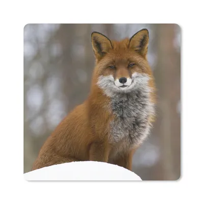 Produktbild von MuchoWow® Mauspad Mousepad Fuchs - Wald - Rot 20x20 cm - Mousepads - Maus Mat - Pad - Mausunterlage - Desk Mat - Bureauartikeln