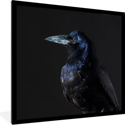 Produktbild von MuchoWow® Gerahmtes Poster Vogel - Tiere - Schwarz 40x40 cm - Poster mit Schwarzem Bilderrahmen Wandposter Rahmen Foto Bilder - Mit Rahmen - Wanddekoration Schlafzimmer