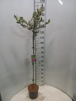 Image de Ilex ici. « Igrammi » - Houx | 100 cm en pot