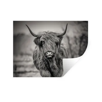 Produktbild von MuchoWow® Wandtattoo Wandsticker Wandaufkleber Schottischer Highlander - Schwarz und Weiß 160x120 cm Selbstklebend und Repositionierbar - Selbstklebend - Fototapeten