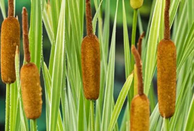 Obrázek produktu pro 6 x Typha lat. 'Variegata' - Bujně rostoucí širokolistý ostřice - květináč 9 x 9 cm