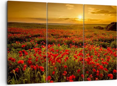 Produktbild von Bild auf Leinwand - Leinwandbild - Mohn Blume Wiese - 105x70cm - Wand Bild - Wanddeko - Wandbilder - Leinwanddruck - Bilder - Kunstdruck - Wanddekoration - Leinwand bilder - Wandkunst - CE105x70-3643