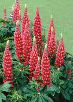 Produktbild von Lupinus polyphyllus 'Edelknabe', Lupine, rosa, ca. 11x11 cm Topf