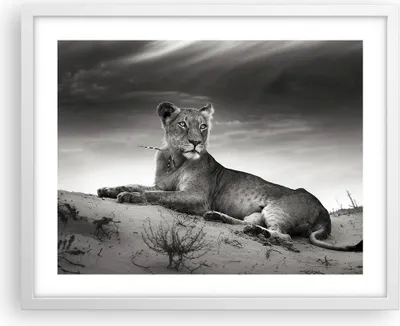 Produktbild von Gerahmtes Poster - Weißer Rahmen - Tierwelt weiblich katze Tier - 50x40 cm - Wand Bild - Wanddeko - Wandbilder - Wandposter - Bilderrahmen - Bilder - Kunstdruck - Wandbild - P2WAA50x40-3165