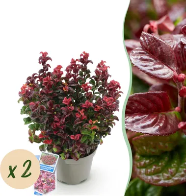 Image de Leucothoe Curly Red - Rouge - 2 Plantes - Feuilles persistantes - Peu d'entretien - 30-40cm - Ø17cm - Plante de jardin
