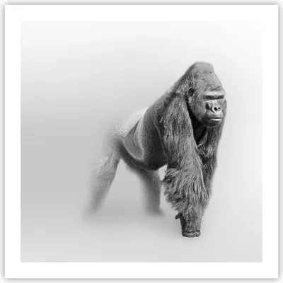 Produktbild von Poster - Poster ohne Rahmen - Orang-Utan Tier - 60x60 cm - Wand Bild - Wanddeko - Wandbilder - Kunstposter - Wandposter - Bilder - Kunstdruck - Wanddekoration - Wandbild - P2XAC60x60-4105