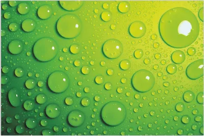 Produktbild von Wallario Wandbild Wassertropfen auf Grün, Größe: 61 x 91,5 cm, Poster mit rahmenlosen Bildhalter