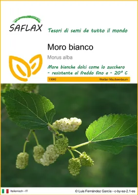 Immagine prodotto di SAFLAX - Moro bianco - 200 semi - Morus