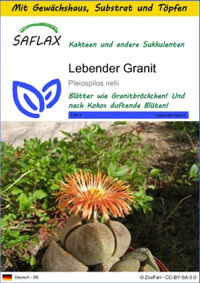 Produktbild von SAFLAX Anzucht Set - Lebender Granit - Pleiospilos nelii - 40 Samen - Mit Mini-Gewächshaus, Anzuchtsubstrat und 2 Töpfen
