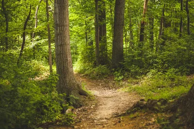 Produktbild von hansepuzzle 28808 - Wald-Wanderweg Puzzle, 2000 Teile, Natur, 90,0 x 60,0cm mit hochwertiger Aufbewahrung, Kartonbox und wiederverschließbarem Beutel