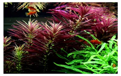 Produktbild von Aquarium Pflanze Limnophila hippuridoides I Wasserpflanze für Aquarien I Stängelpflanze I pflegeleicht I Aquascaping Dekoration