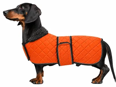 Imagen del producto de Chaqueta impermeable para perros pequeños, color naranja