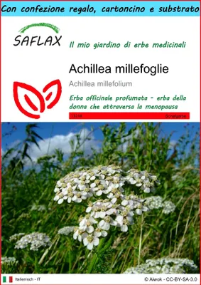 Immagine prodotto di SAFLAX Set regalo - Achillea millefoglie - 200 semi - Achillea