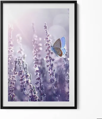 Produktbild von Schmetterling auf Feldblumen– Wandbild mit Rahmen – Gerahmtes Bild  – Wanddekoration – 70x100 cm –  Schwarz Rahmen
