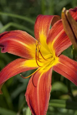 Produktbild von Hemerocallis x cult. 'Autumniale Red', Taglilie, rot, ca. 11x11 cm Topf