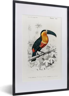 Produktbild von MuchoWow® MuchoWow® Gerahmtes Poster Vogel - Tukan - Weinlese 40x60 cm - Poster mit zchwarzem Bilderrahmen - Poster in Rahmen