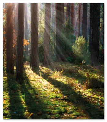 Produktbild von Wallario Herdabdeckplatte aus Glas, Größe 52 x 60 cm 1-teilig, Motiv Sonnenstrahlen im Herbstwald