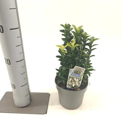 Zdjęcie produktu dla Euonymus jap. Paloma Blanca ('Lankveld03'PBR) – krzew wrzecionowaty | 15–20 cm w doniczce