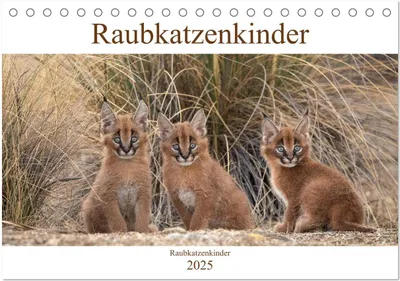 Produktbild von Raubkatzenkinder (Tischkalender 2025 DIN A5 quer), CALVENDO Monatskalender
