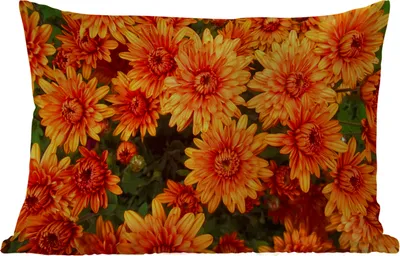 Produktbild von MuchoWow® Outdoor Kissen - Blumen - Orange - Chrysantheme - 50x30 cm - Wetterfest - Lounge Kissen - Sofa kissen - Wohnzimmer Dekoration