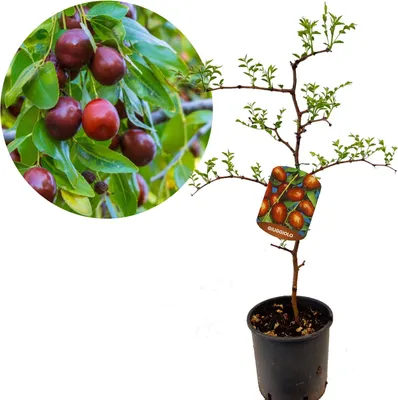 Produktbild von Ziziphus jujuba 'Giuggiolo' Chinesischer Dattelbaum oder Rote Dattel, 3 Liter Topf