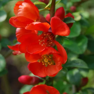 Immagine prodotto di 2 x  Zierquitte  - Chaenomeles japonica 'Sargentii'  | 30-40 cm in vaso