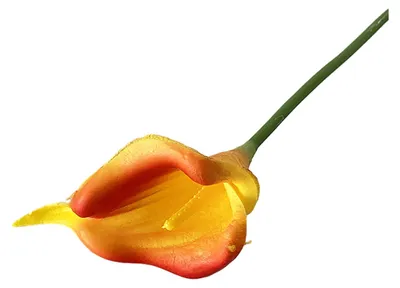 Produktbild von Künstliche Calla-Lilie (34 cm) mit realistischer Haptik, ideal für DIY-Brautsträuße und Tischdekorationen für drinnen und draußen.