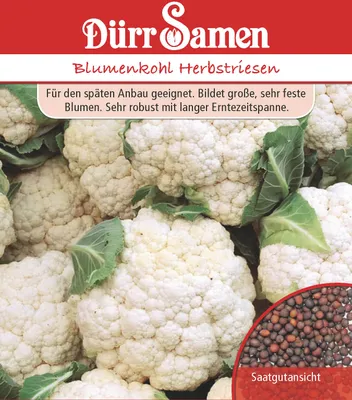 Produktbild von Blumenkohl Herbstriesen | Blumenkohlsamen von Dürr Samen