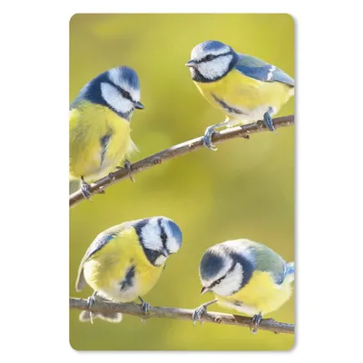 Produktbild von MuchoWow® Mauspad Mousepad Vogel - Blaumeise - Äste - Sonne 18x27 cm - Mousepads - Maus Mat - Pad - Mausunterlage