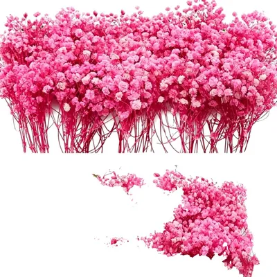 Image de Fleurs séchées, esthétique naturelle, décoration intérieure polyvalente, B
