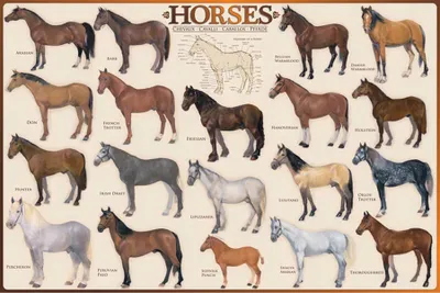 Produktbild von Educational - Bildung Horses Pferde - Poster Druck - Größe 91,5x61 cm