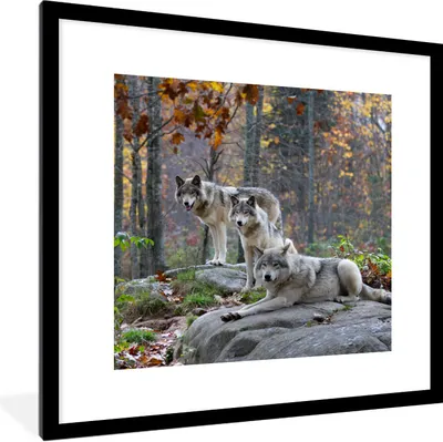 Produktbild von MuchoWow® Gerahmtes Poster Wölfe - Felsen - Wald 40x40 cm - Poster mit Schwarzem Bilderrahmen Wandposter Rahmen Foto Bilder - Poster - Plakat im Rahmen