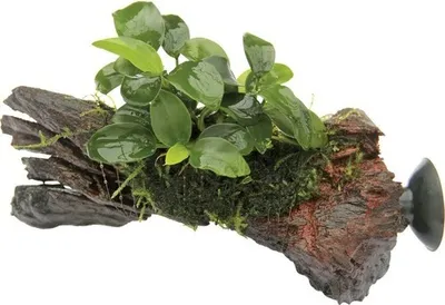 Produktbild von Bonsai Zwergspeerblatt - Anubias Bonsai auf Nanowood mit Sauger ca. 13 x 3 x 9 cm