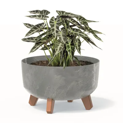 Obrázok produktu pre Bonsai Miska Strom Mini Záhrada Kvetináč na nohách Kvetináč D 28,5 cm Svetlo šedá Plastové kvetináče s vložkou Betónová optika Cachepots