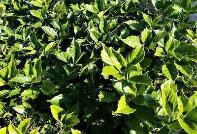 Immagine prodotto di Aucuba jap. 'Rozannie' - Aucubio giapponese 60-80 cm in contenitore