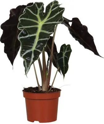 Produktbild von Pfeilblatt Alocasia Amazonica Polly Ø12cm ↕30cm Tropische Zimmerpflanze Deko