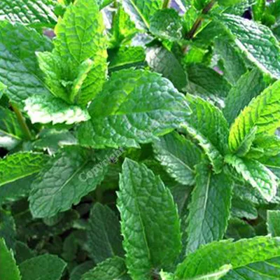 Image de 6 x Sumpf Dotterblume - Mentha spicata 'Morocco' | Topf 9cm x 9cm