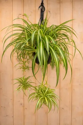 Productafbeelding van Hangplant Graslelie Chlorophytum Warentuin Natuurlijk