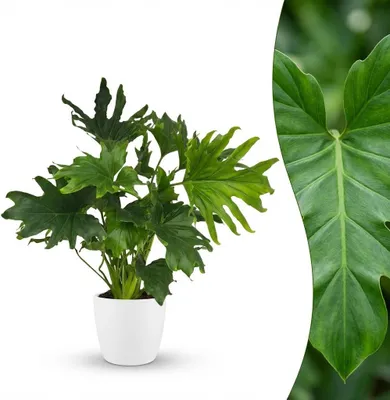 Produktbild von Green boutiQ - Zimmerpflanze - Philodendron - Philodendron Lickety Split - Grün - Pflegeleicht - 1 Pflanze - mit Potter Weiß - Topf 19cm - Höhe 70cm