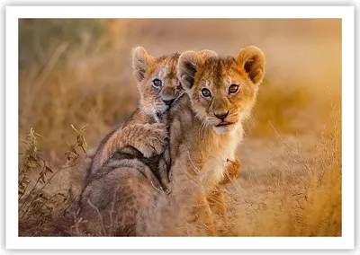 Produktbild von Poster - Poster ohne Rahmen - Löwe Natur Tier - 100x70 cm - Wand Bild - Wanddeko - Wandbilder - Kunstposter - Wandposter - Bilder - Kunstdruck - Wanddekoration - Wandbild - P2XAA100x70-3480