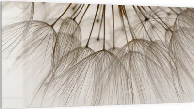 Produktbild von DEQORI Küchenrückwand Glas 100x50 cm 'Pusteblumenpoesie' Spritzschutz Bad Rückwand Küche